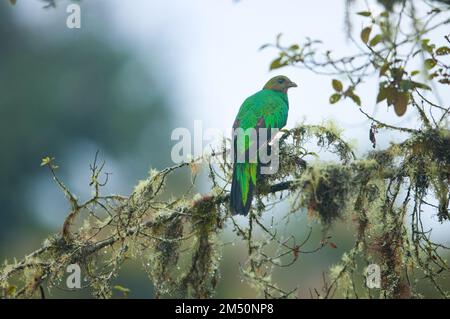 Quetzal à tête dorée, installé dans une branche de la forêt nuageuse, en Équateur. Banque D'Images