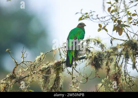 Quetzal à tête dorée, installé dans une branche de la forêt nuageuse, en Équateur. Banque D'Images