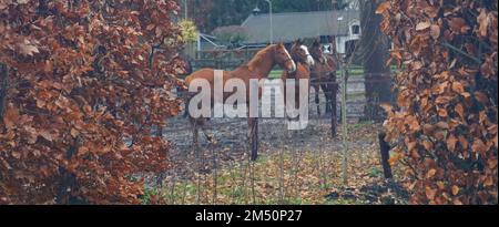 Haie en hêtre avec feuilles flétrêlées en hiver. En arrière-plan sont les chevaux avec la même couleur de cheveux: Châtaignier et baie Banque D'Images