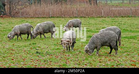 Muddy Merino brebis graze dans un pré près de Croy Castle, Brabant Nord, pays-Bas Banque D'Images