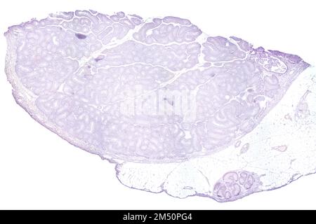 Testicule, section transversale, micrographe léger 20X. Testicule, la glande reproductrice mâle, sous le microscope léger, T.S. Banque D'Images