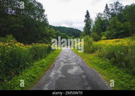 Une vue panoramique sur une route qui traverse une forêt verte dans les montagnes de Bieszczady en Pologne Banque D'Images