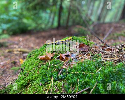 Salamandre rouge jaune et noir, toxique, sur l'herbe verte dans une forêt Banque D'Images