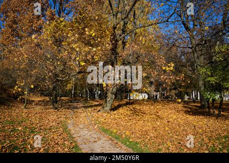 Arbres aux couleurs dorées de l'automne par temps ensoleillé. Musée-réserve Kolomenskoye, Moscou, Russie. Banque D'Images