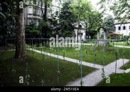 Archive photo, Italie. 25th décembre 2022. PRÉSENTATION DU VIGNOBLE DE LÉONARD DANS LE JARDIN DE CASA DEGLI ATELLANI EN CORSO MAGENTA, 65 (MILAN - 2015-07-13, DUILIO PIAGGESI) ps la photo peut être utilisée dans le contexte dans lequel elle a été prise, Et sans l'intention diffamatoire du décorum des personnes représentées usage éditorial seulement crédit: Agence de photo indépendante/Alamy Live News Banque D'Images