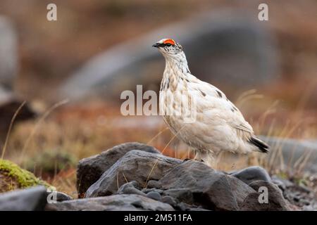 Roche Ptarmigan (Lagopus muta islandorum), vue latérale d'un homme adulte debout sur une roche, région du Nord-est, Islande Banque D'Images