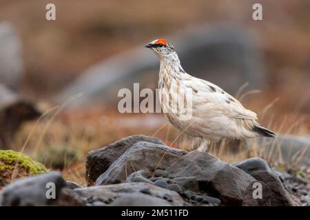Roche Ptarmigan (Lagopus muta islandorum), vue latérale d'un homme adulte debout sur une roche, région du Nord-est, Islande Banque D'Images