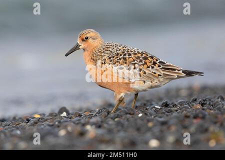 Red Knot (Calidris canutus islandica), vue latérale d'un adulte se tenant sur la rive, région du Nord-Ouest, Islande Banque D'Images