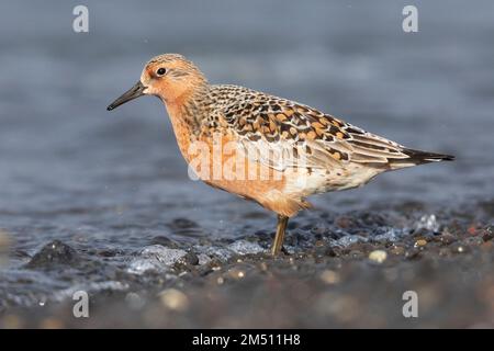 Red Knot (Calidris canutus islandica), vue latérale d'un adulte se tenant sur la rive, région du Nord-Ouest, Islande Banque D'Images