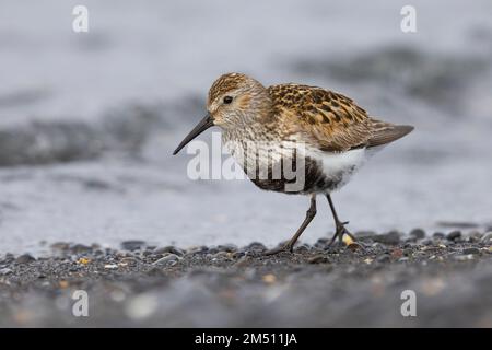 Dunlin (Calidris alpina), adulte marchant sur la rive, région du Nord-Ouest, Islande Banque D'Images