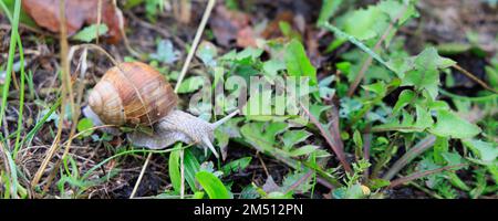 Escargot rampant sur terre dans la réserve naturelle ceinture verte à Asbach-Sickenberg à Eichsveld Thuringen en Allemagne Banque D'Images