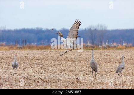 Les grues du sable dansent ensemble dans un champ de maïs récemment labouré tout en lançant des épis de maïs. Banque D'Images