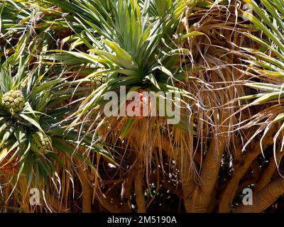 Gros plan des fruits orange mûrs de la plante indigène de l'Australie occidentale Pandanus aquaticus. Banque D'Images