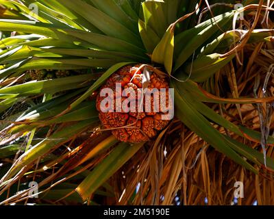 Gros plan des fruits orange mûrs de la plante indigène de l'Australie occidentale Pandanus aquaticus. Banque D'Images