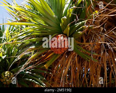 Gros plan des fruits orange mûrs de la plante indigène de l'Australie occidentale Pandanus aquaticus. Banque D'Images