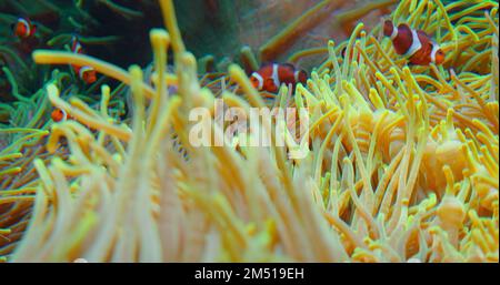 Un grand groupe de poissons clownfish nagent dans des anémones sur le récif de corail. Mer Rouge ou anemonefish à deux bandes. Les poissons marins se nourrissent d'algues et de zooplancton dans la nature Banque D'Images