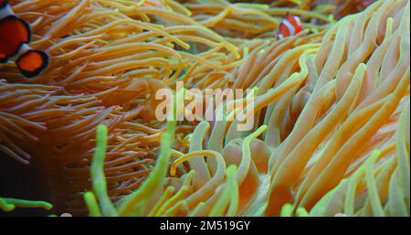 Les poissons clownfish nagent dans les anémones sur le récif de corail. Mer Rouge ou anemonefish à deux bandes. Les poissons marins se nourrissent d'algues et de zooplancton dans la nature. Famille Banque D'Images