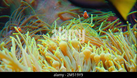 Un grand groupe de poissons clownfish nagent dans des anémones sur le récif de corail. Mer Rouge ou anemonefish à deux bandes. Les poissons marins se nourrissent d'algues et de zooplancton dans l'aquarium Banque D'Images