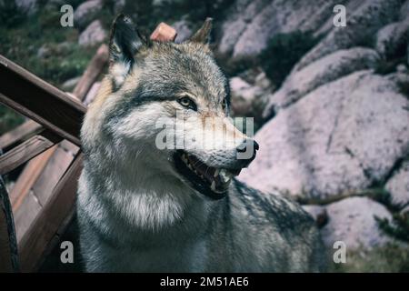 Un loup en colère s'emparaissant sur un autre loup. un chien de garde à fourrure grise Banque D'Images