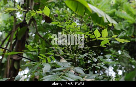 Une plante de curry avec des feuilles endommagées par les insectes (Murraya Koengii) dans le jardin Banque D'Images