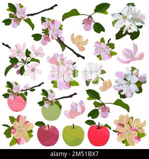 Ensemble de fleurs de pomme et de fruits. Belles fleurs de pommier, illustration vectorielle Illustration de Vecteur