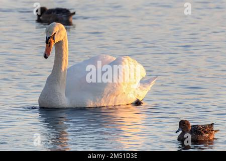 Mute Swan, Cygnus olor, trous Bay, Poole Harbour, Poole, Dorset, Royaume-Uni Banque D'Images