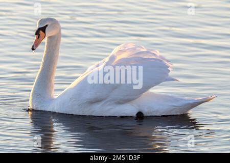 Mute Swan, Cygnus olor, bus, trous Bay, Poole Harbour, Poole, Dorset, Royaume-Uni Banque D'Images