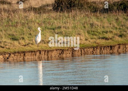 grand aigreet également connu comme grand héron blanc perché au bord d'une rivière avec réflexion Banque D'Images