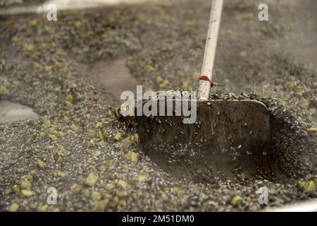 La préparation du risotto noir dans un grand padel Pula a eu lieu au marché vert Pula. Sous le relais du chef Budimir Zizovic, environ 400 portions ont été préparées et distribuées aux citoyens, à Pula, en Croatie, sur 24 décembre 2022. Photo: SASA Miljevic/PIXSELL crédit: Pixsell/Alay Live News Banque D'Images