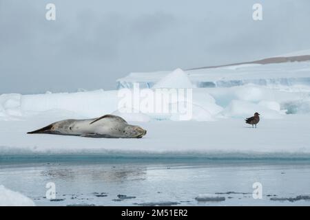 Antarctique, Mer de Weddell. Phoque léopard mâle (Hydrurga leptonyx) sur l'iceberg avec Skua. Banque D'Images