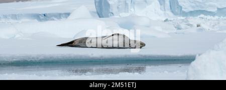 Antarctique, Mer de Weddell. Phoque léopard mâle (Hydrurga leptonyx) sur l'iceberg. Banque D'Images