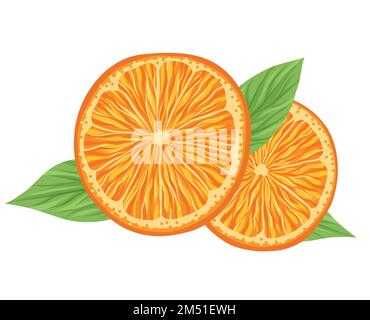 Clipart vecteur de la composition de la tranche orange et du feuillage. Image avec agrumes. Illustration avec fruits juteux d'été et feuilles pour bannières, autocollants Illustration de Vecteur