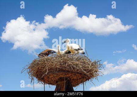 Cigognes à Nest, village de Rust, Neusiedler See, Burgenland, Autriche Banque D'Images