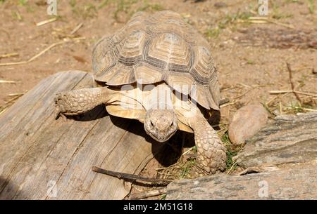 Sulcata ou Tortue poussée africaine en enceinte Banque D'Images