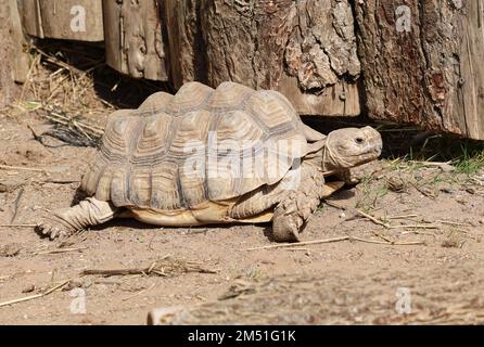 Sulcata ou Tortue poussée africaine en enceinte Banque D'Images