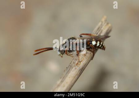 Gros plan détaillé sur une abeille nomade à l'ours, Nomada alboguttata, assise sur une branche Banque D'Images