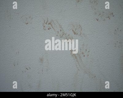 Les empreintes du chat sur le mur Banque D'Images