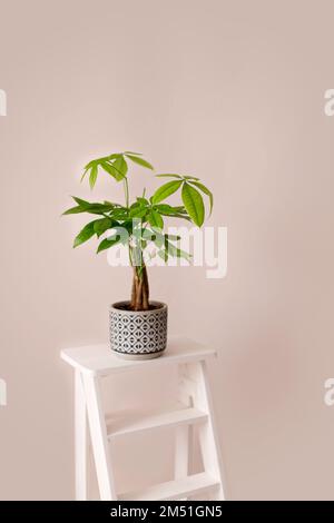 Une plante d'arbre de l'argent (Pachira Aquatica). Feuilles de pachira aquatica vertes sur fond beige. Banque D'Images