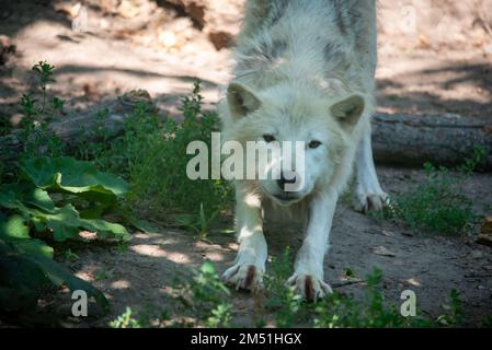 Un loup arctique au zoo de Toronto, Canada Banque D'Images
