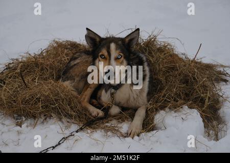 Le mélange d'équitation nordique chien de race avec les yeux bleus et les différentes oreilles liées à la chaîne et se trouve dans la paille chaude en hiver. Un husky blanc rouge d'Alaska reposant Banque D'Images