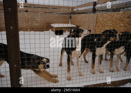 Concept d'adoption des animaux perdus et abandonnés de l'abri. Peu de petits chiots derrière la clôture de volière triste et attendant leurs gens. hus d'Alaska Banque D'Images