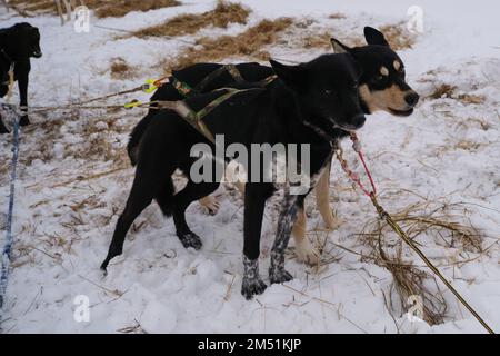 Deux chiens de race mixte noirs de sport mestizos se tiennent ensemble dans l'équipe d'hiver et attendent le début de la compétition. Les huskies d'Alaska fortes et har Banque D'Images