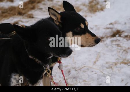 Deux chiens de race mixte noirs de sport mestizos se tiennent ensemble dans l'équipe d'hiver et attendent le début de la compétition. Les huskies d'Alaska fortes et har Banque D'Images