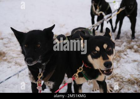 Deux chiens de race mixte noirs de sport mestizos se tiennent ensemble dans l'équipe d'hiver et attendent le début de la compétition. Vue avant, un chien aboyant. A Banque D'Images