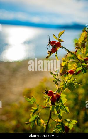 Gros plan vertical des hanches roses sur une branche contre le fond isolé Banque D'Images