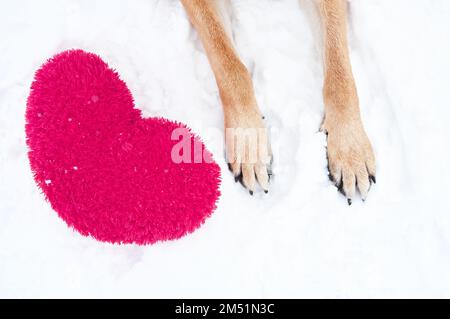 Paws de Berger allemand de couleur rouge sur la neige avec grand coeur rouge jouet doux. Carte de Saint-Valentin avec chien sur fond blanc. Viva magenta de 20 Banque D'Images