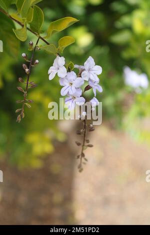 Un gros plan vertical de fleurs de jasmin a trouvé pousser sur une branche d'arbre dans la nature Banque D'Images