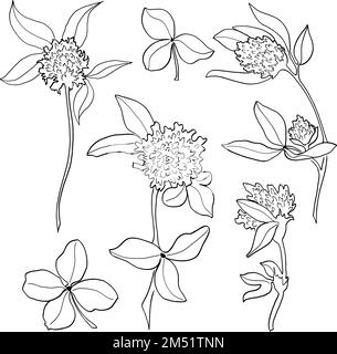 Jeu de dessin vectoriel de fleur de trèfle. Plante sauvage isolée et feuilles. Illustration de style gravé à base de plantes. Esquisse botanique détaillée Illustration de Vecteur