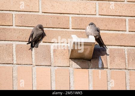 Crag martin, Ptyonoprogne rupestris, sur un mur de briques Banque D'Images