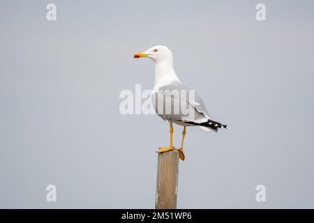 Goéland argenté européen, Larus argentatus, sur un poste en bois, Delta de l'Ebro, Catalogne, Espagne Banque D'Images
